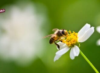 Ciudad de México conmemorará el Día Mundial de las Abejas