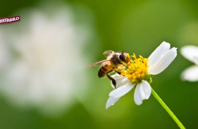 Ciudad de México conmemorará el Día Mundial de las Abejas