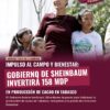 Gobierno de Sheinbaum invertirá 158 mdp en producción de cacao en Tabasco